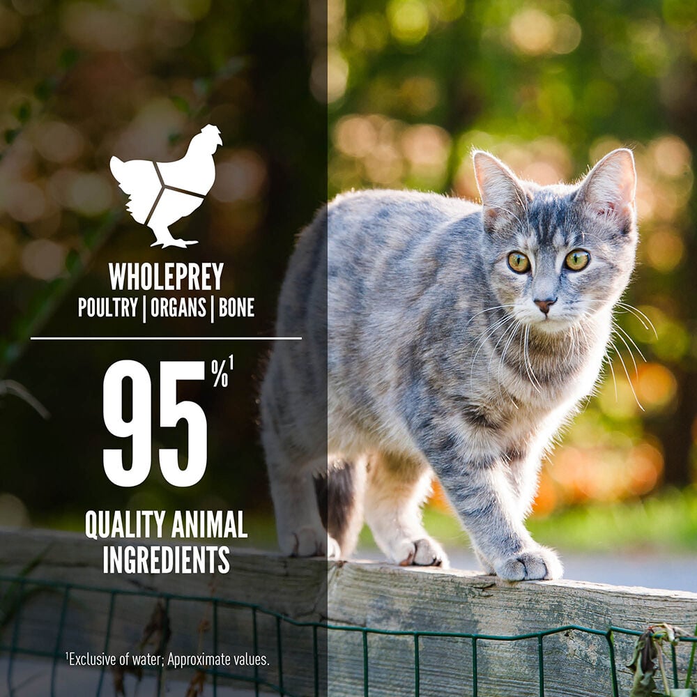 Orijen cat wet food sale